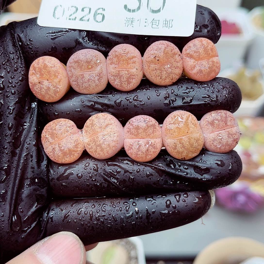 郎哥多少生石花26-30