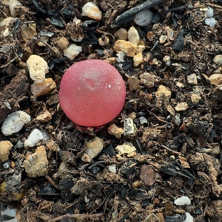 老***人老马生石花哈默3063