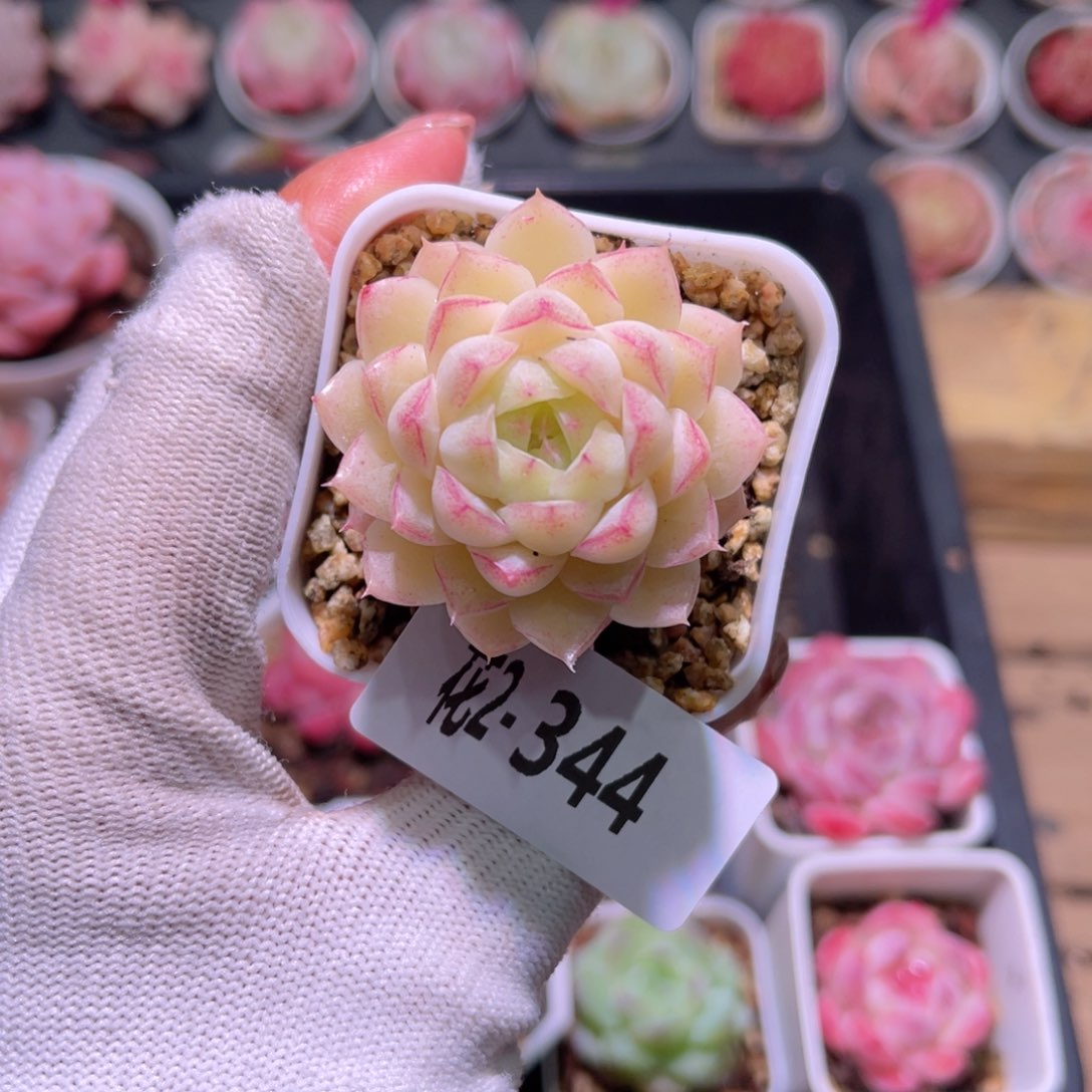 花02-344女王单头