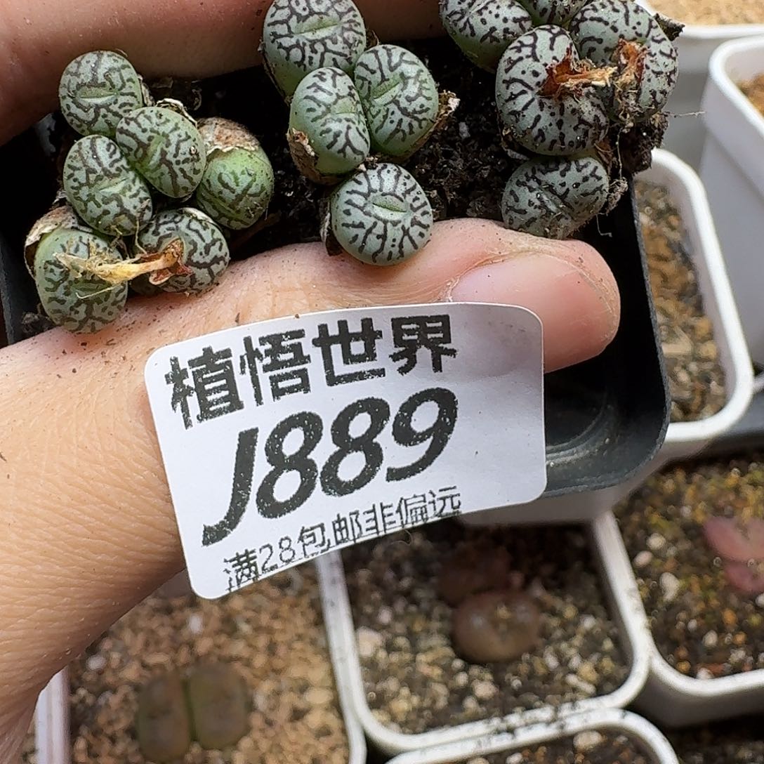 多肉植物的人生ghj