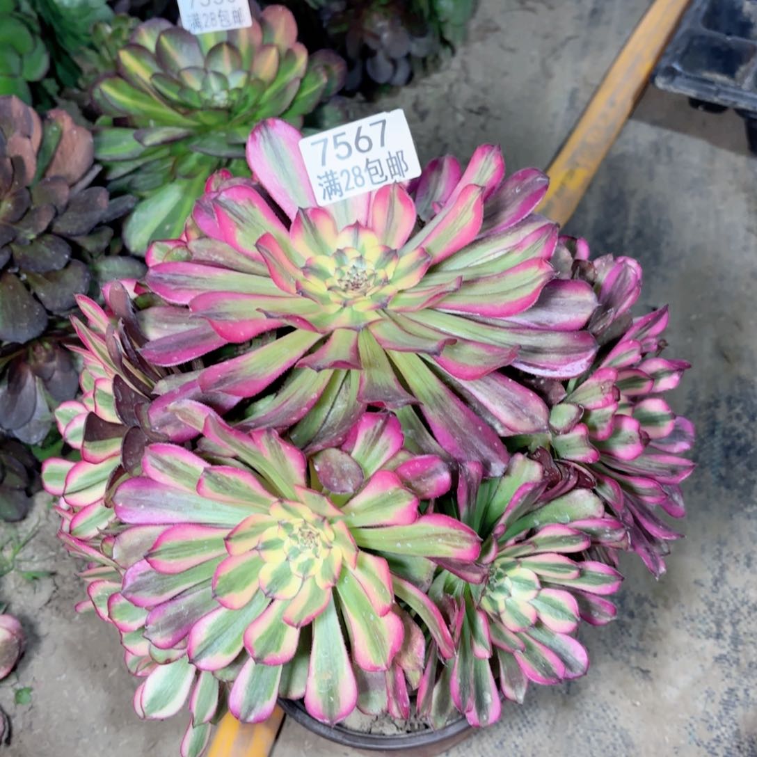 D. 7567舞天姬多肉