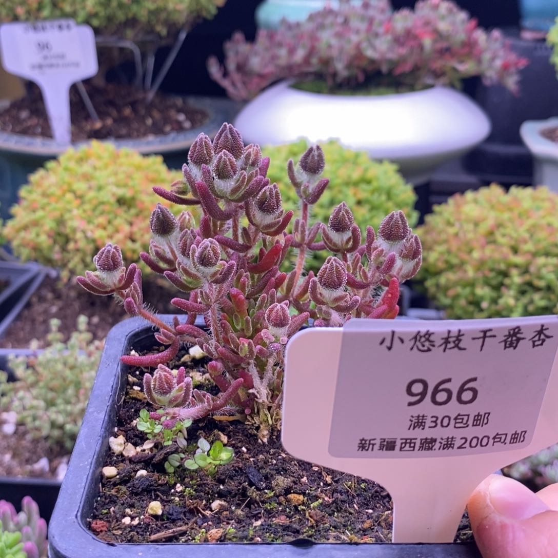 ?****966狐尾带盆。      