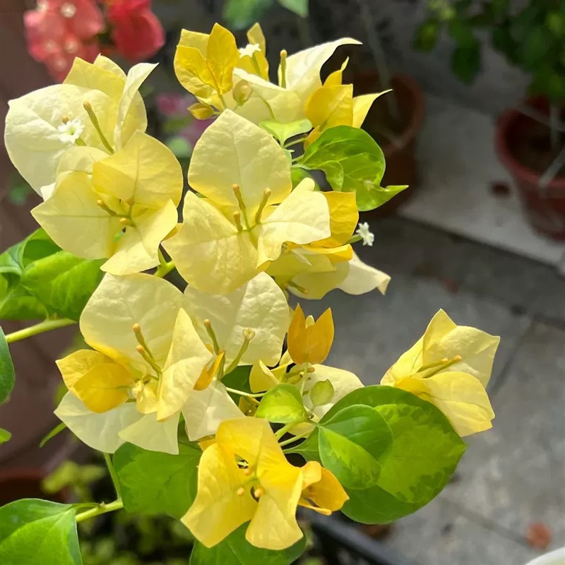 【草莓黄】三角梅盆栽四季花卉庭院爬藤阳台