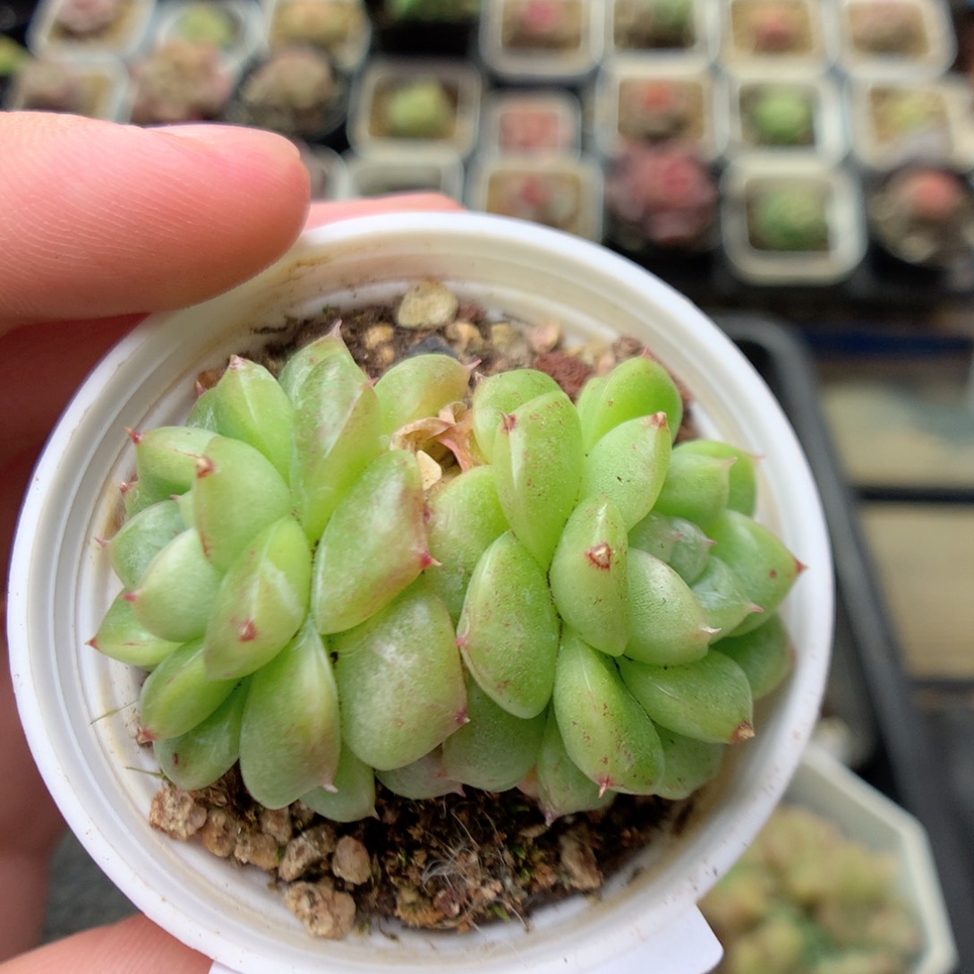 C121秃子绿透珍妮Q42