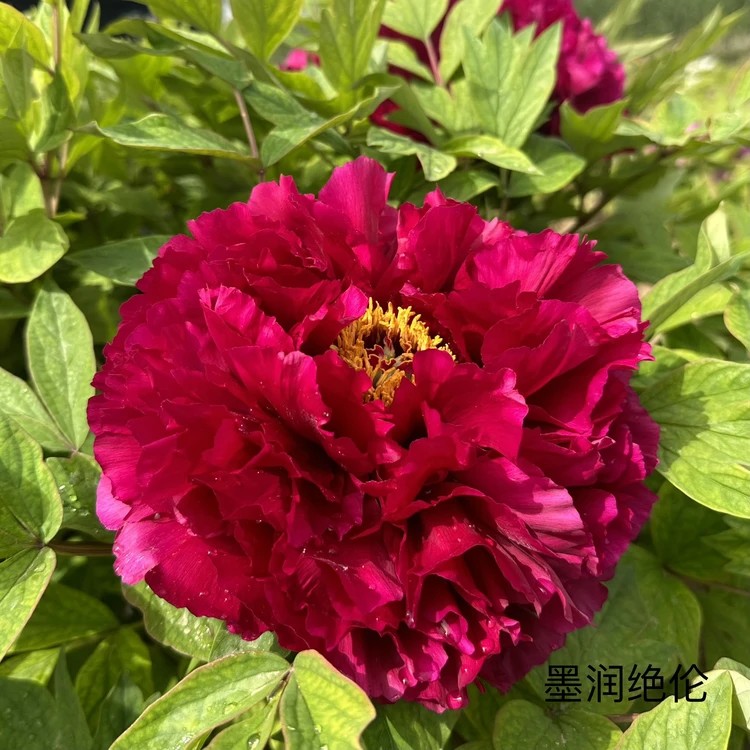 【原盆原土-墨润绝伦】正宗洛阳重瓣千层牡丹花多层大花花卉