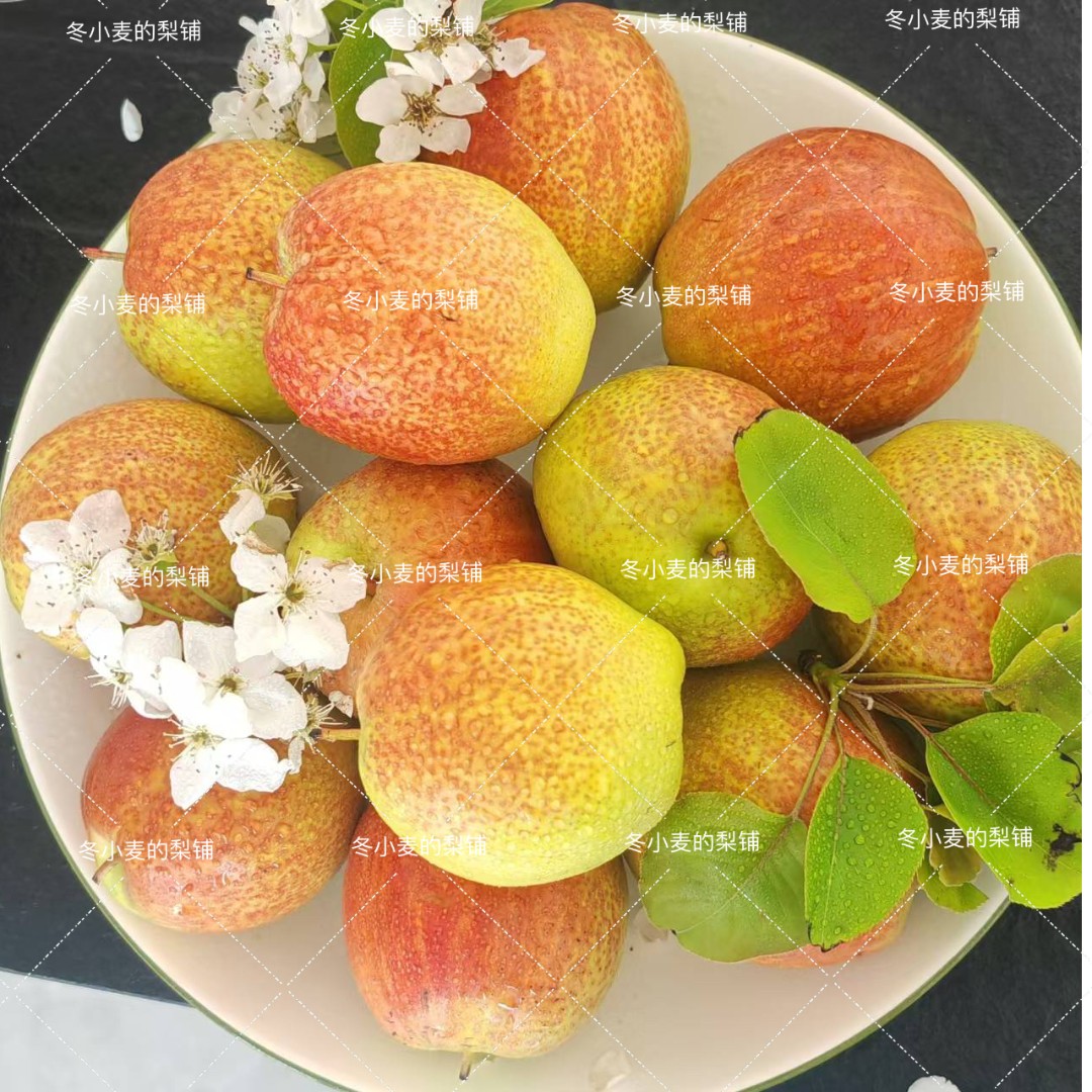 山东媚梨来自鸭梨之乡阳信鸭梨纯甜不酸皮薄多汁清甜可口