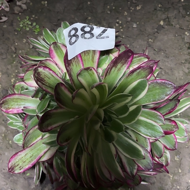 882粉体海洋花花2.3