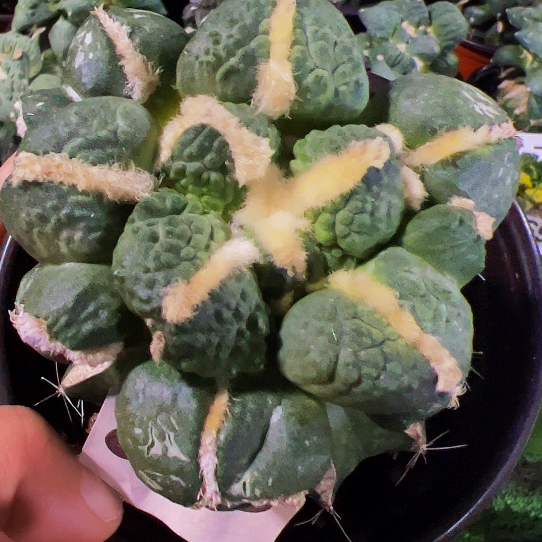 无花朵叉尤怒涛牡丹895