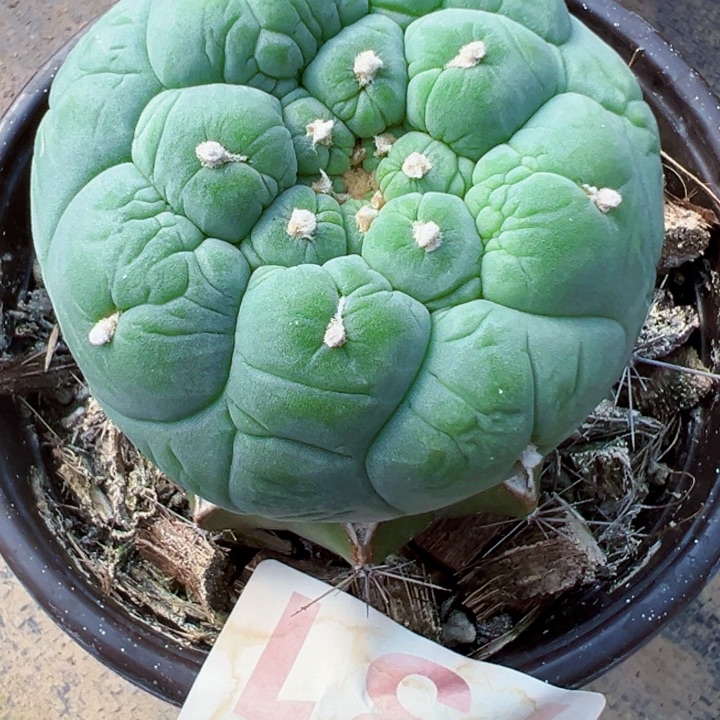 …***#福利苗接大优731