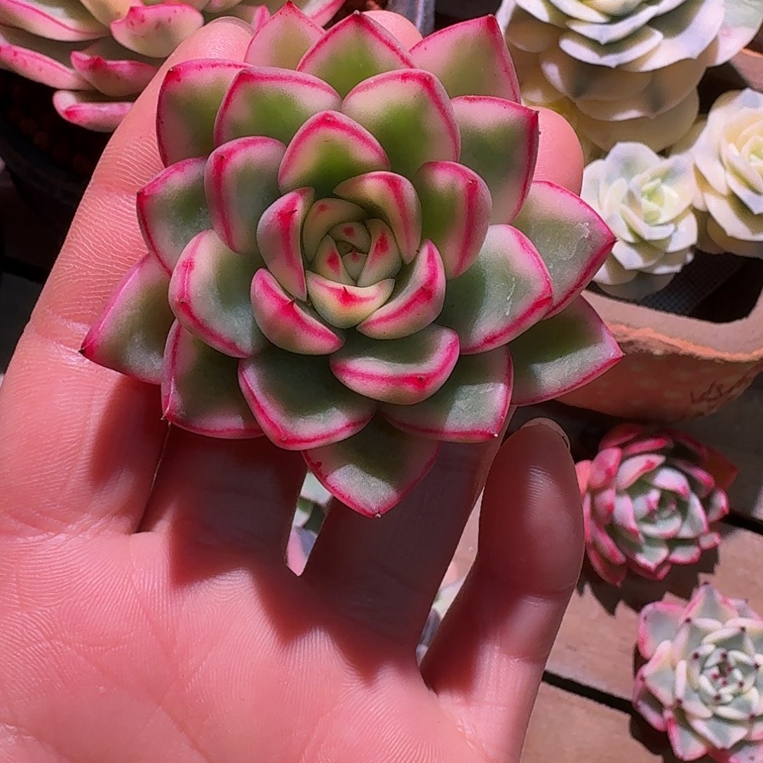 阿斯娜锦多肉多肉多肉