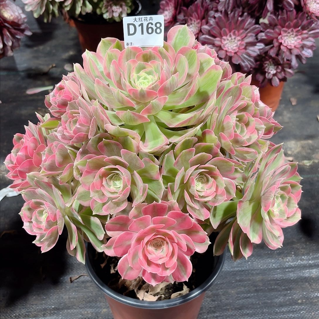 粉女郎法师多肉植物168