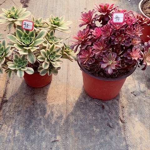 95，94号组合多肉法师