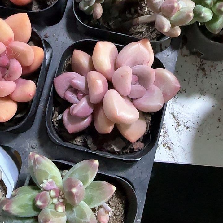 青蛙王子儿童牙膏111