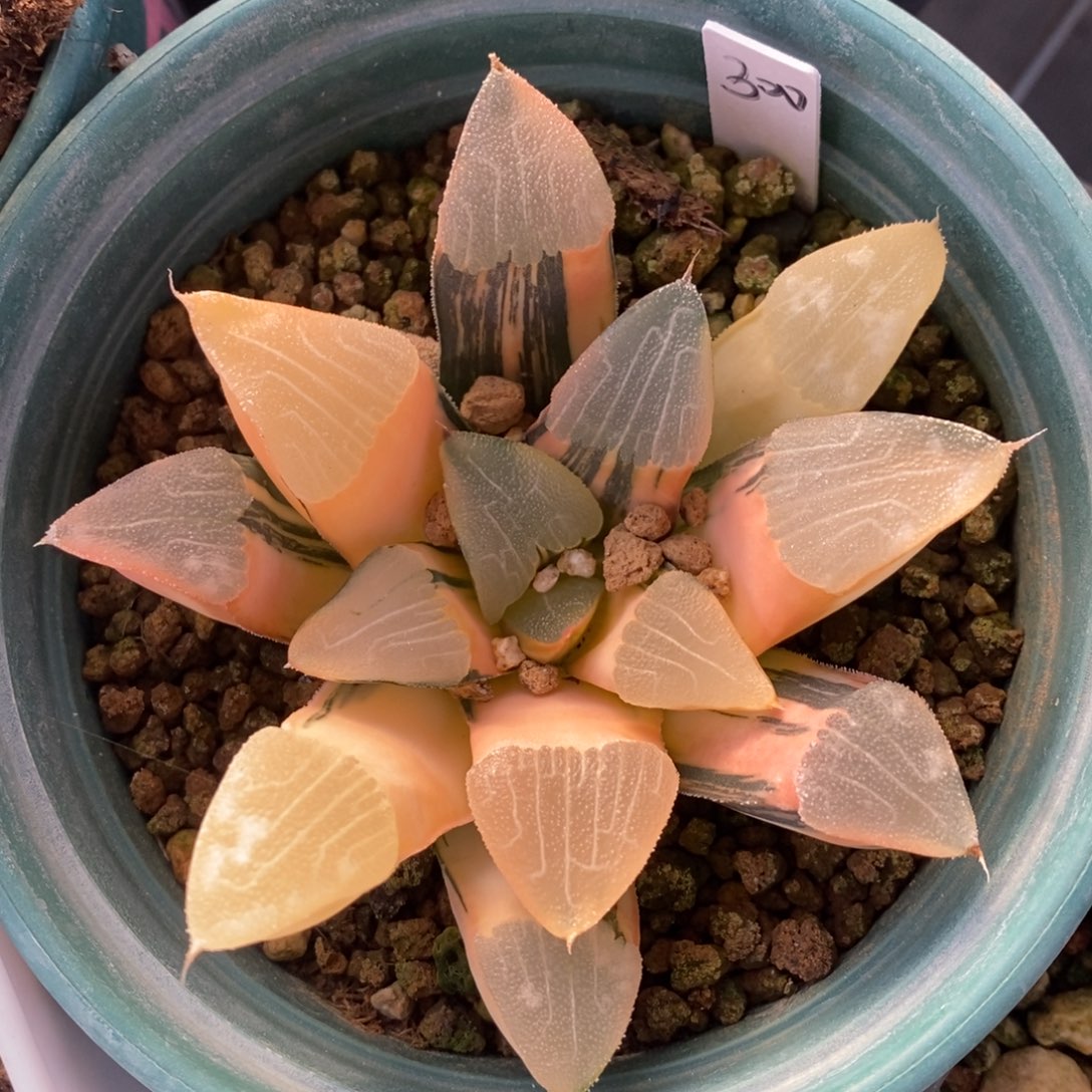 一颗实生大克锦。  