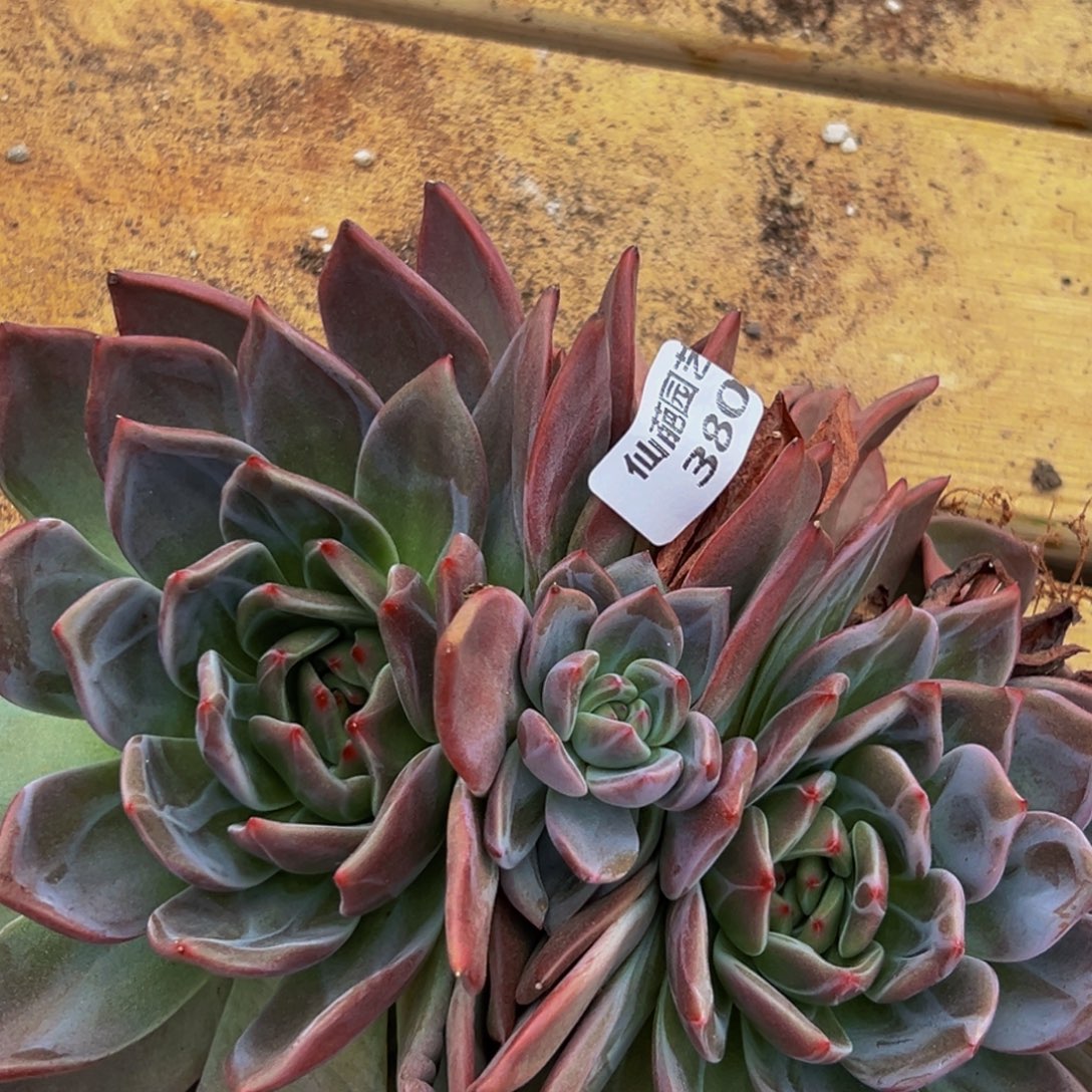 380多肉葡萄的价格是什么