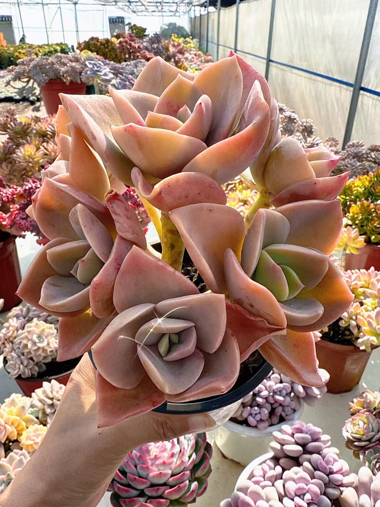 【鹤士】脱土发货    阳台好养盆栽露养老桩多肉 