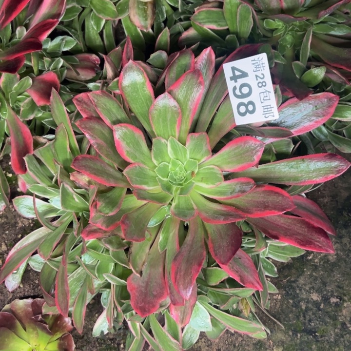 498女妖多肉植物