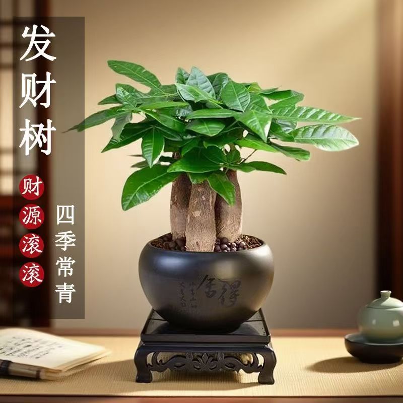 【三杆发财树】寓意美好 四季常青好养耐活 发财树
