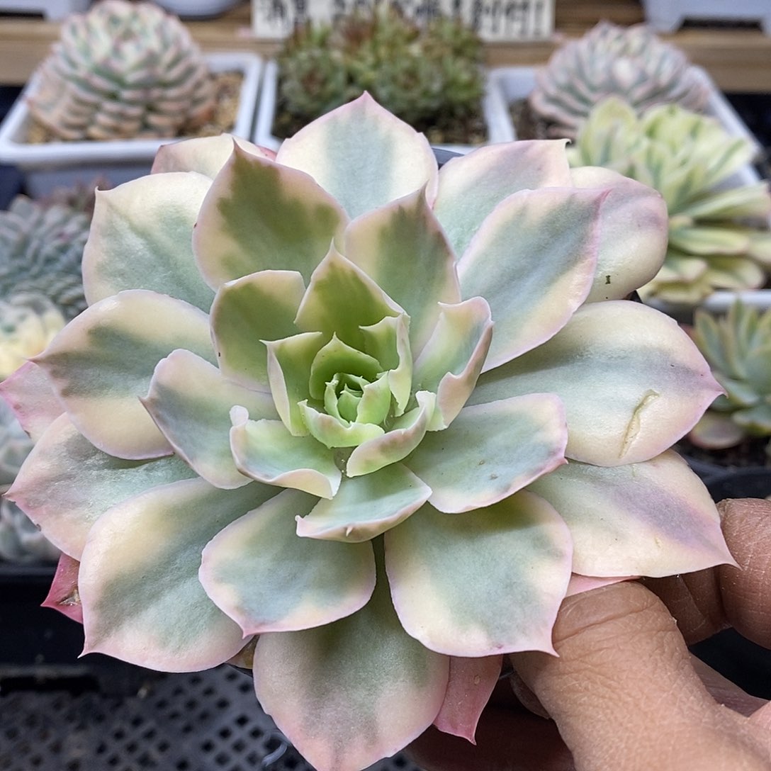 28200 大pinky 覆轮锦 需延时发货