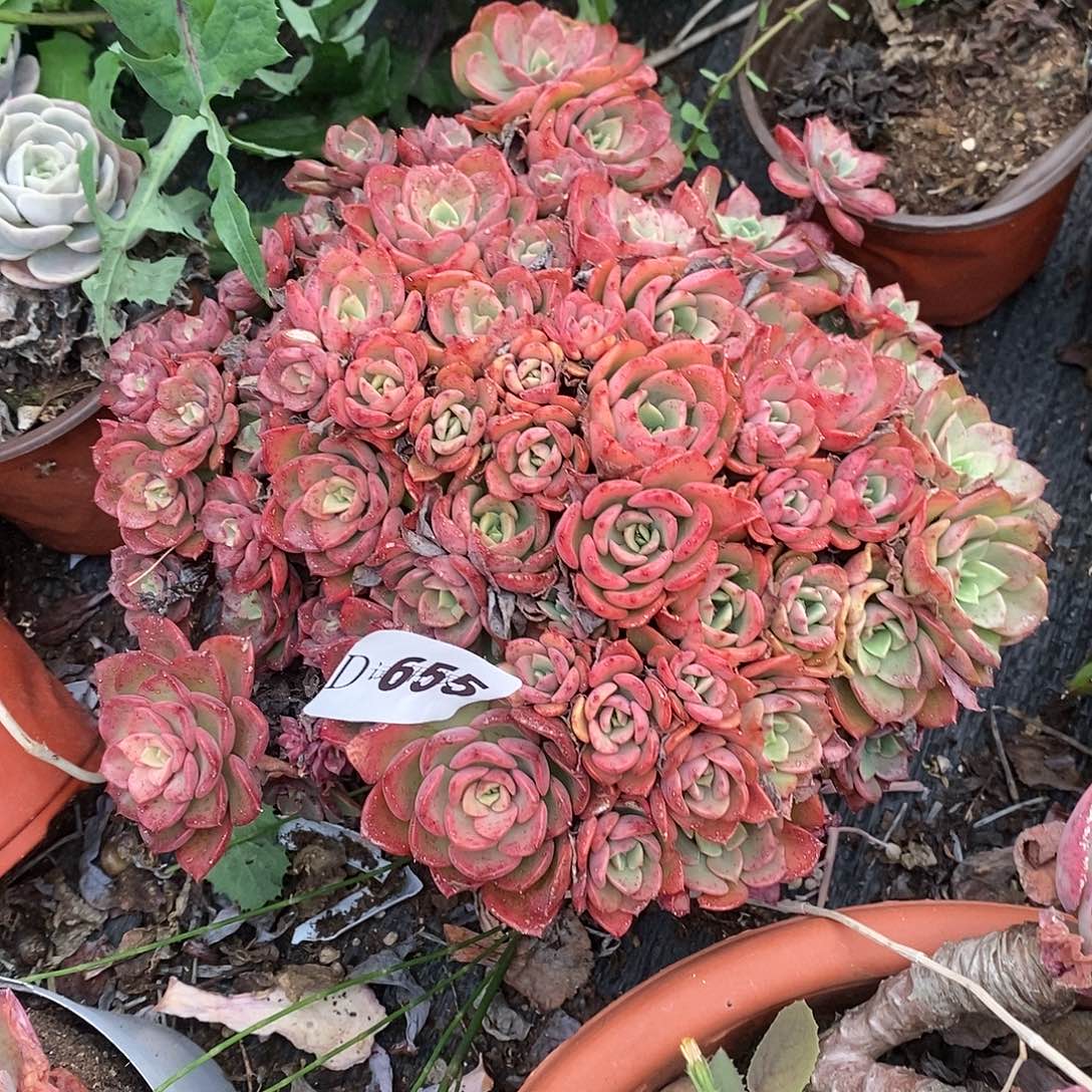 过**李655高贵多肉植物