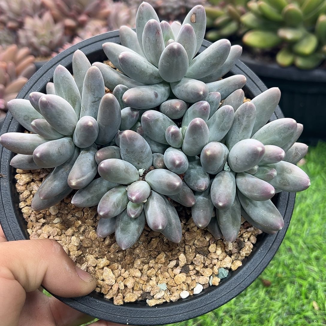 12025210 乌拉奶美人群生无砍