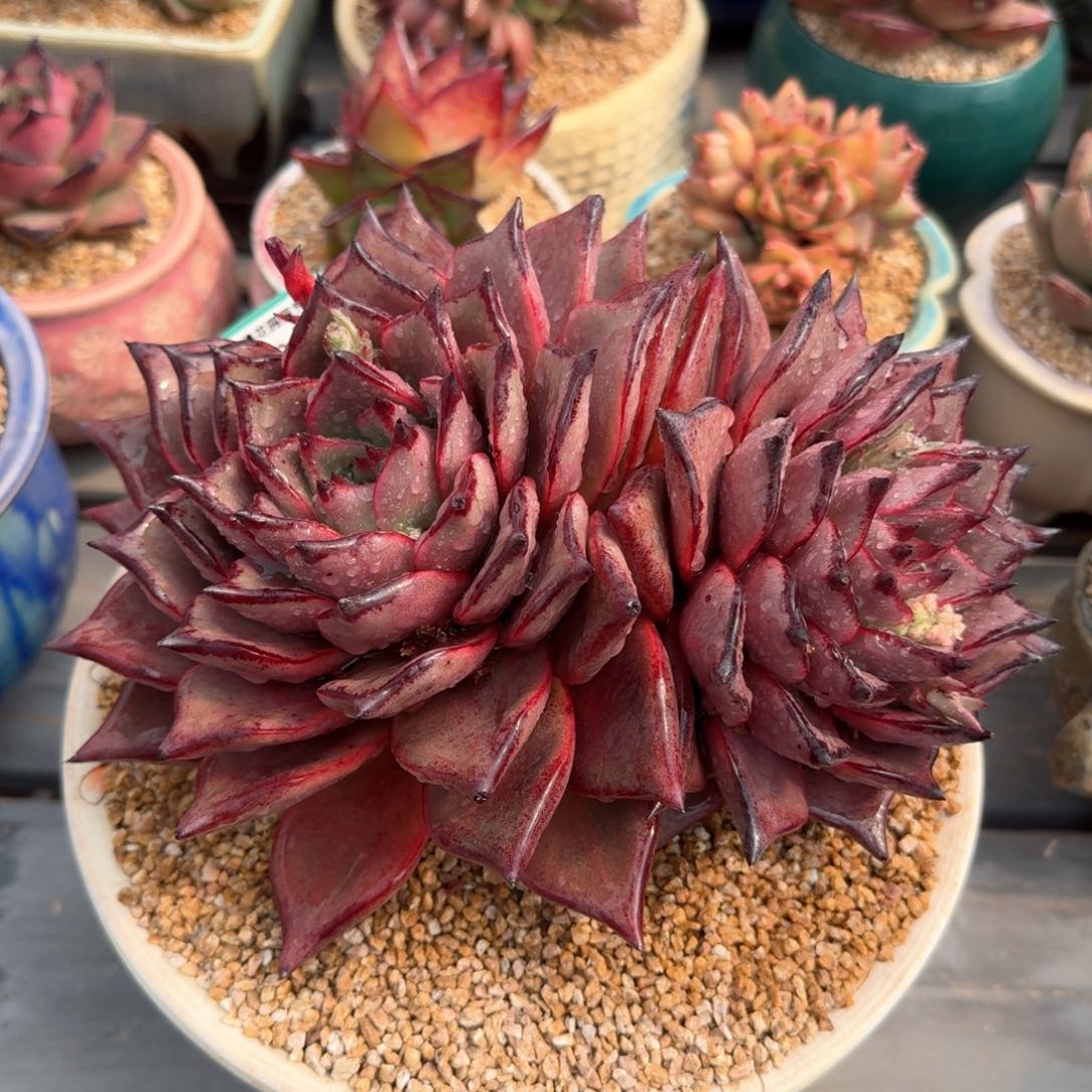 从前慢多肉精选编号0216.170