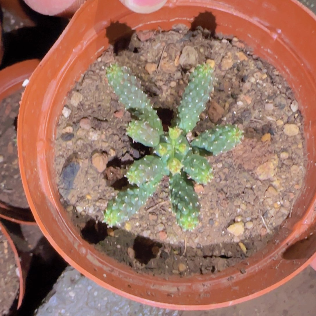 ?****人块根植物块根植物块根