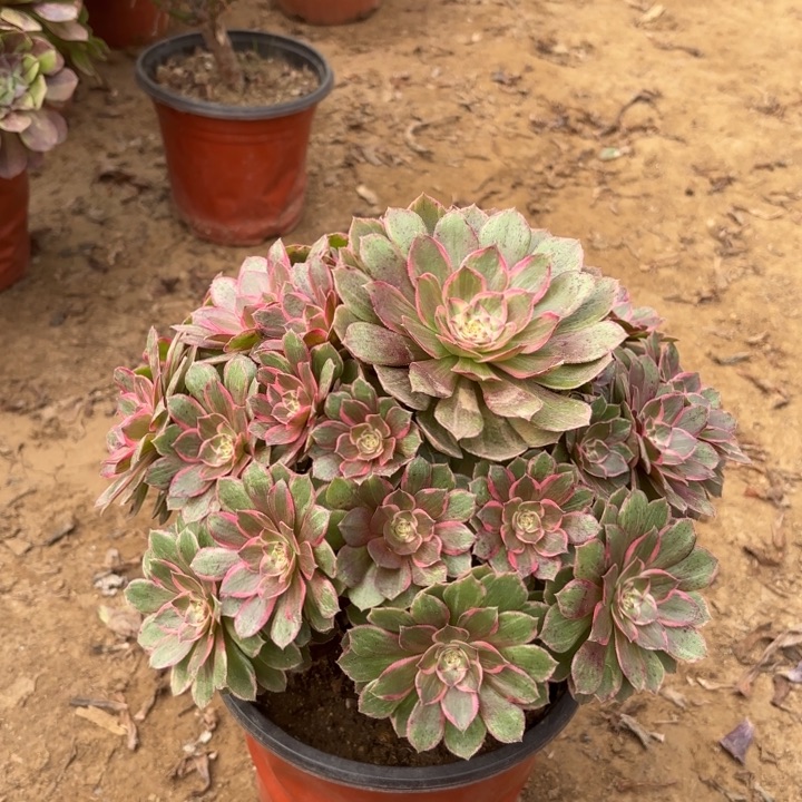 多肉植物法师莲花座12