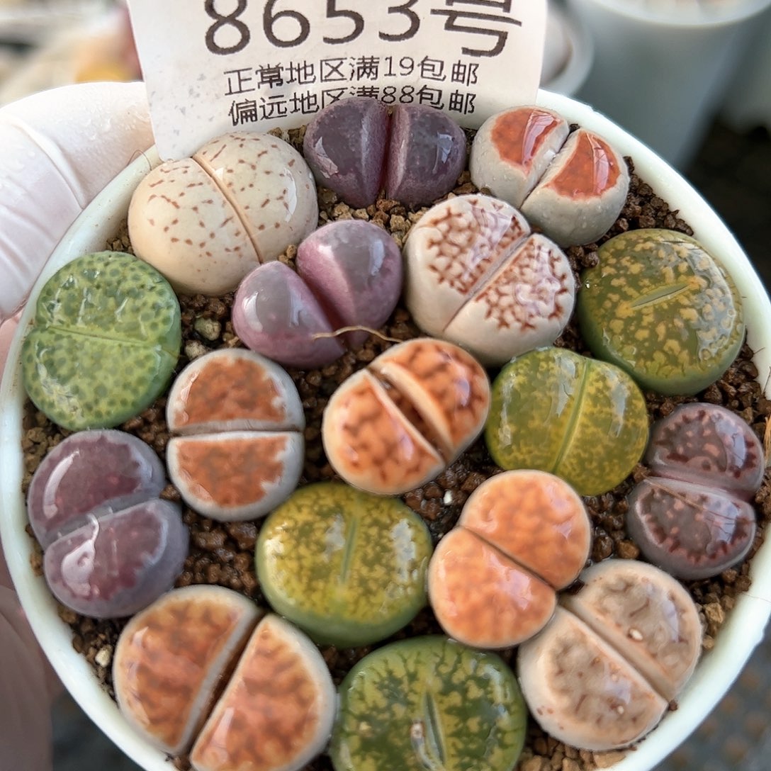 好养易活生石花大母本8653