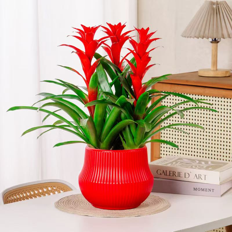 【3颗装】鸿运当头盆栽大盆客厅凤梨花卉植物室内好养活四季旺宅