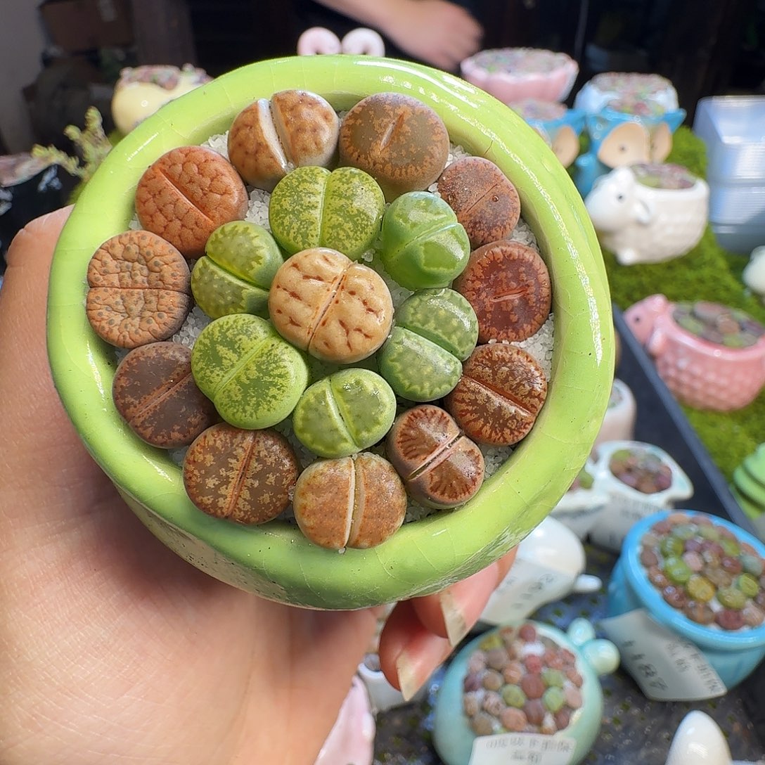 多肉葡萄干和水果1200