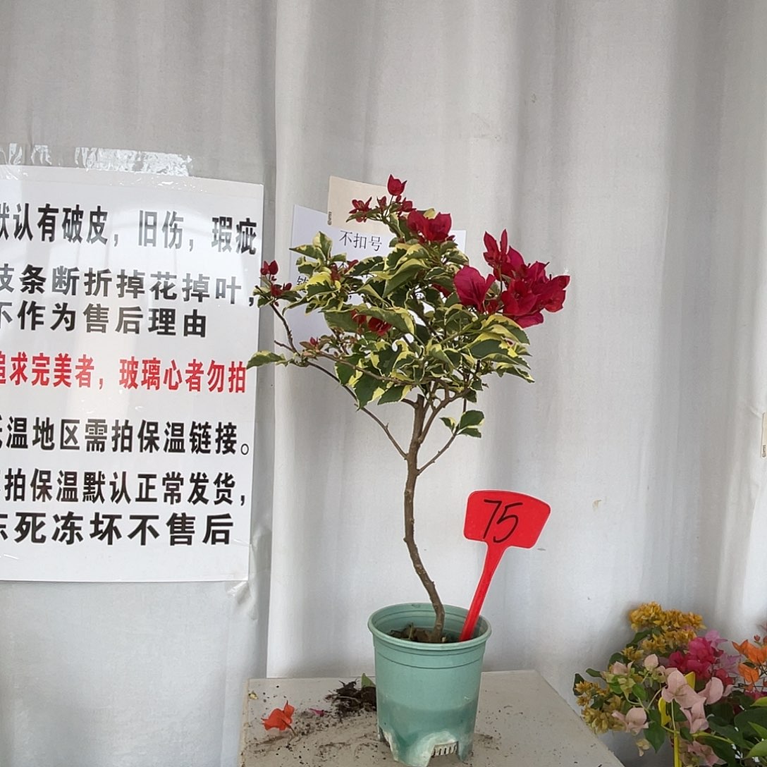 当前无花栽培后可以开花75金边花叶红