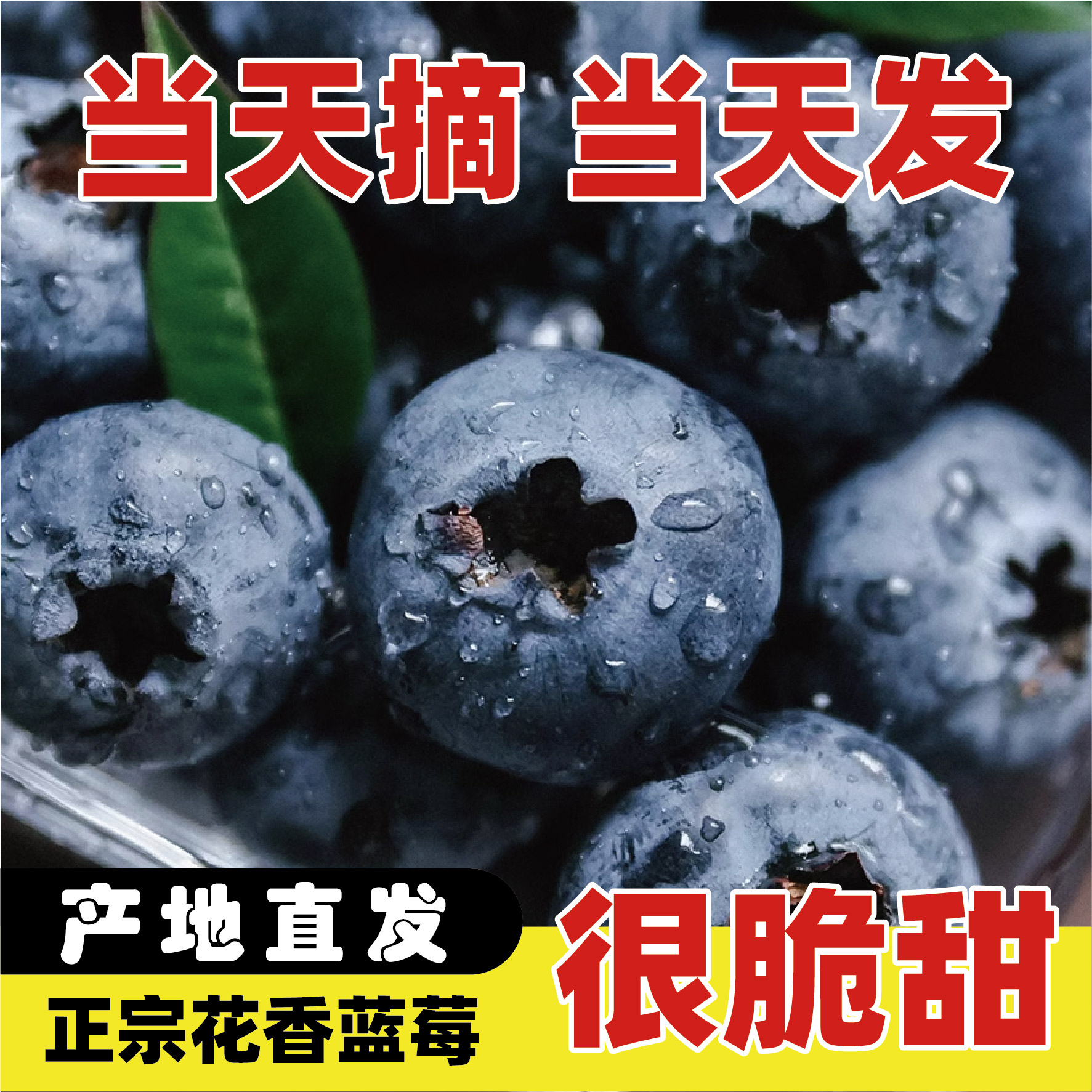 新鲜云南花香蓝莓2盒4盒8盒原产地直发蓝莓