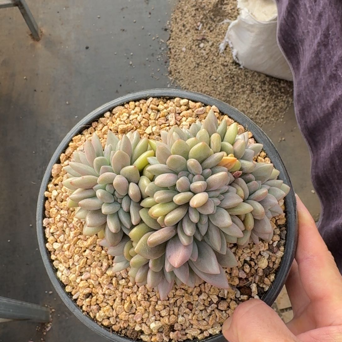 13厘米的尺寸一物一拍的