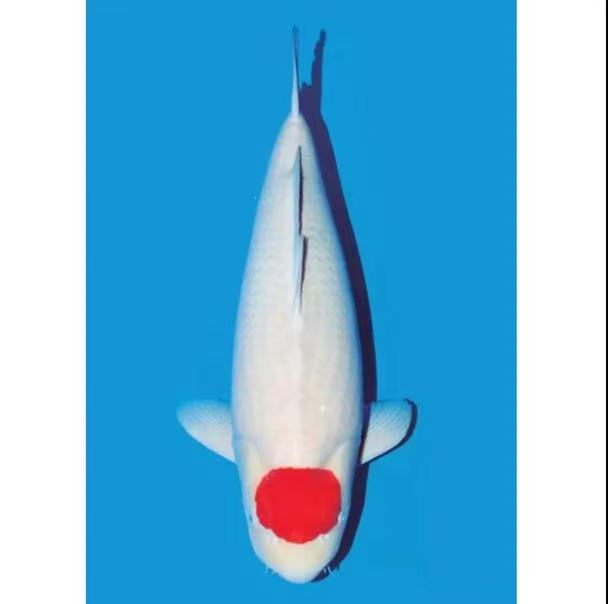 纯种红白锦鲤冷水观赏鱼耐活好养可作庭院鱼池配鱼