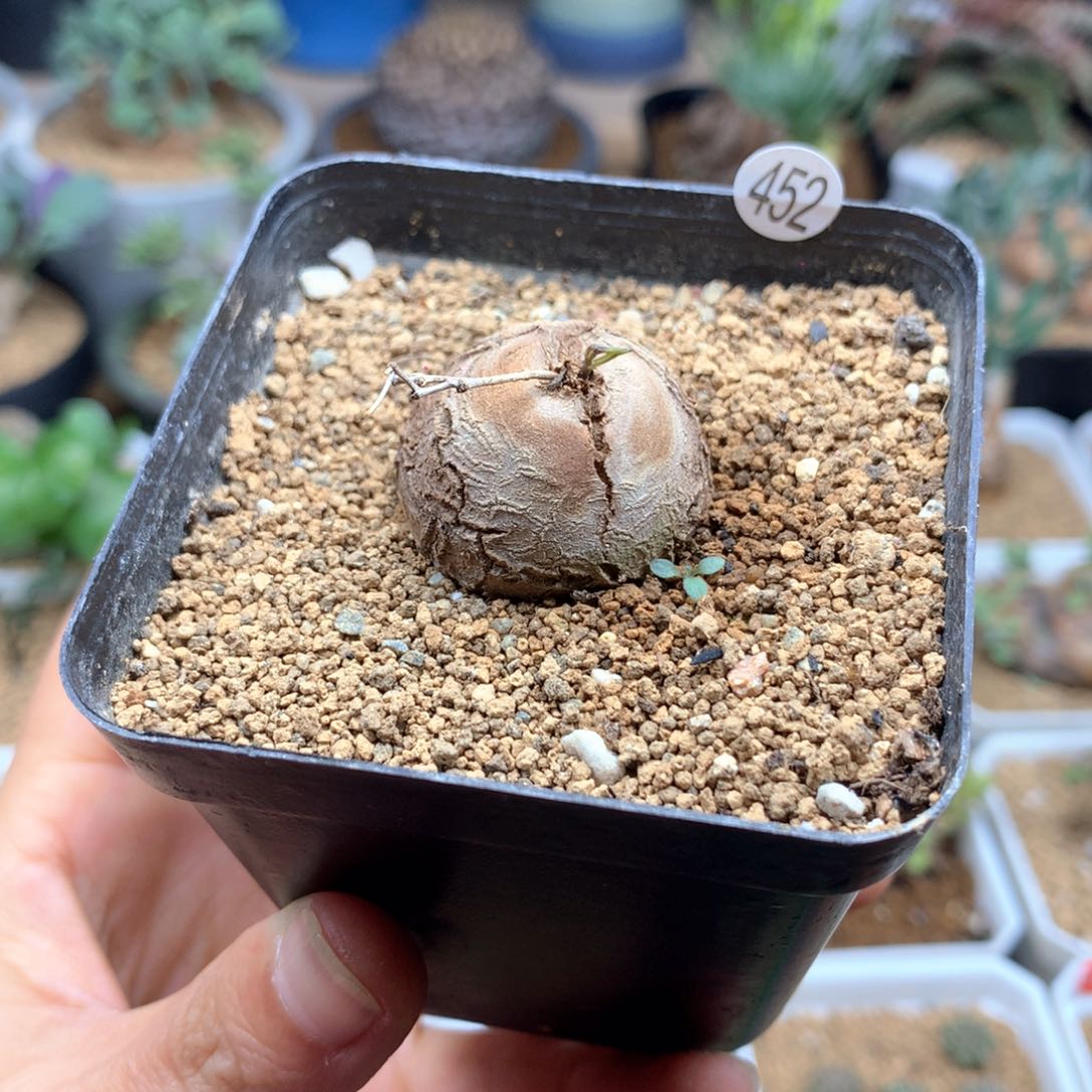 小南非龟甲龙带盆多肉