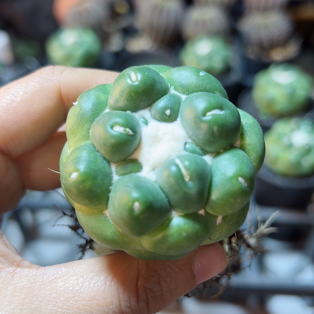 自根无刺象牙5公分带盆