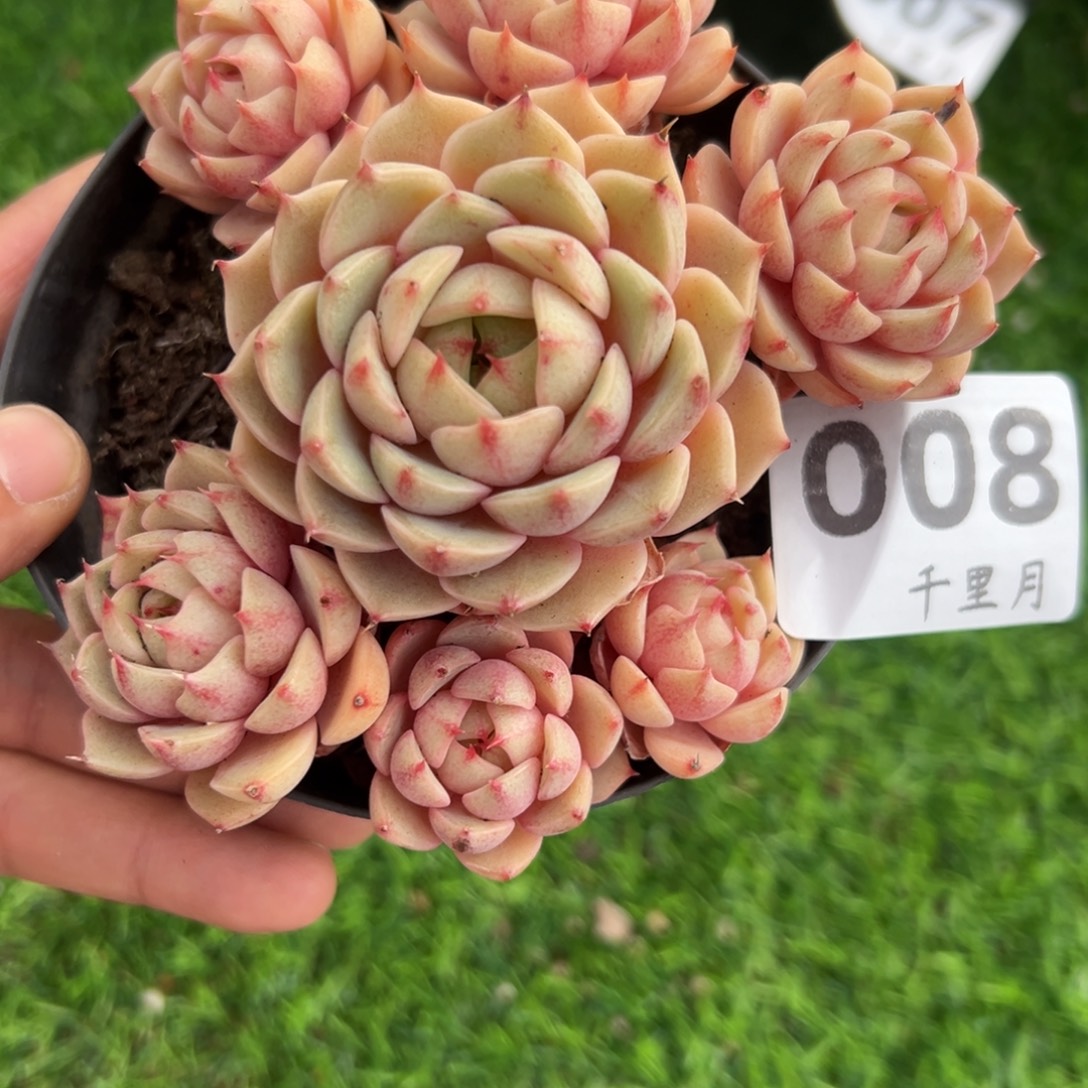 打***死8、纯纯粹粹vvvv刚刚好