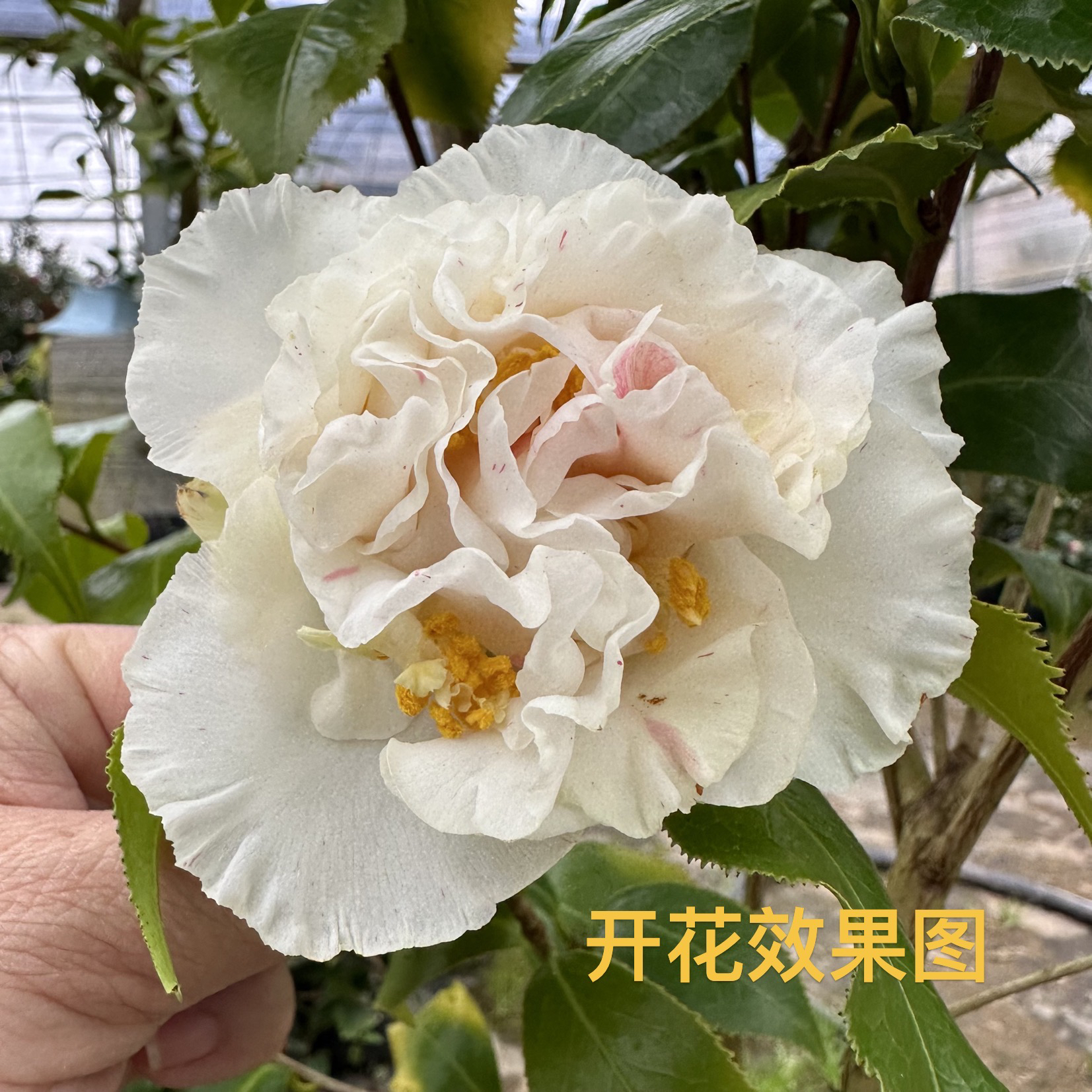 一物一拍 大菲丽斯变异白大菲丽斯红大菲丽斯稀有品种
