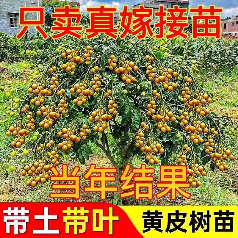 正宗黄皮果树苗带土带叶发货可盆栽地栽南北方种植