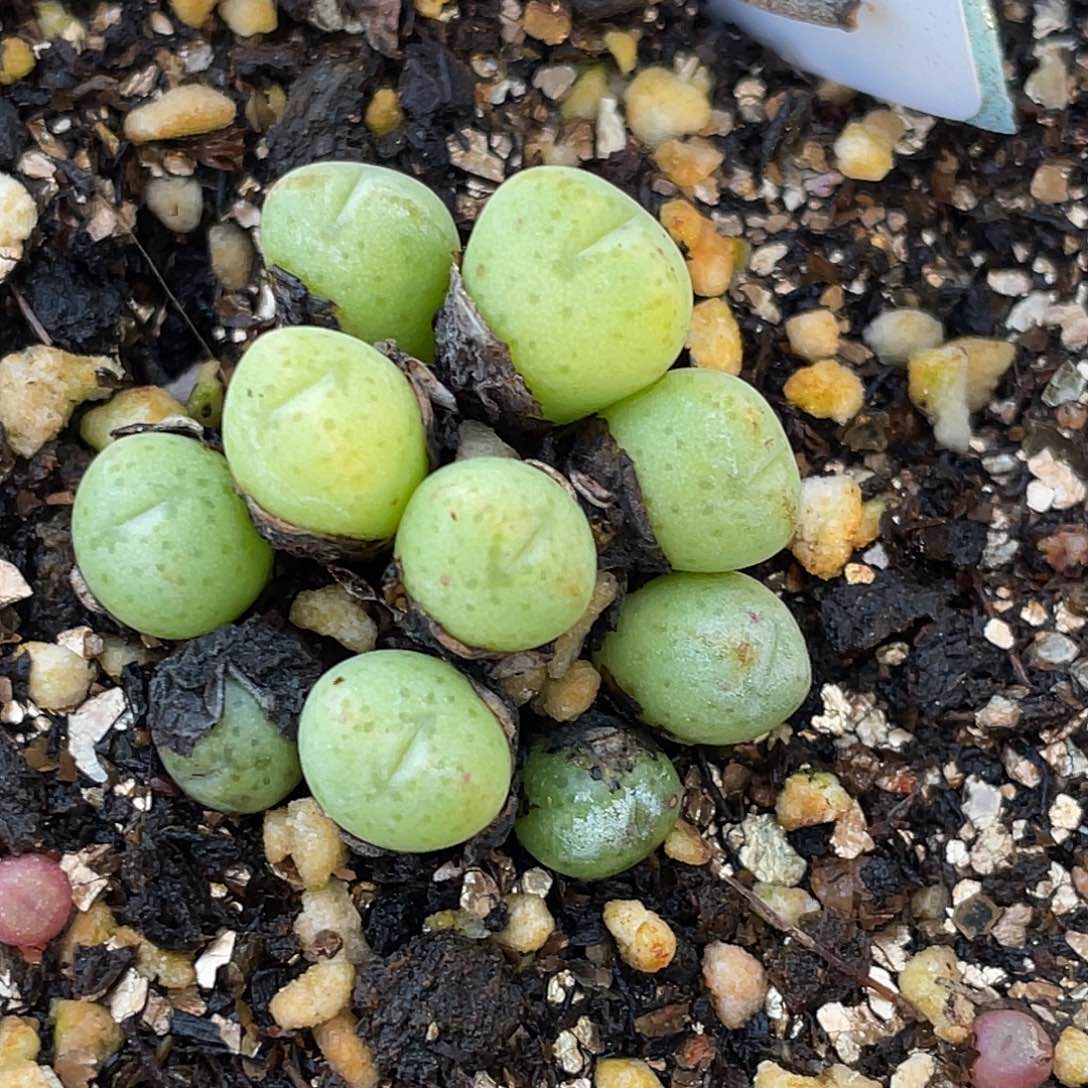 25-115肉锥多肉植物