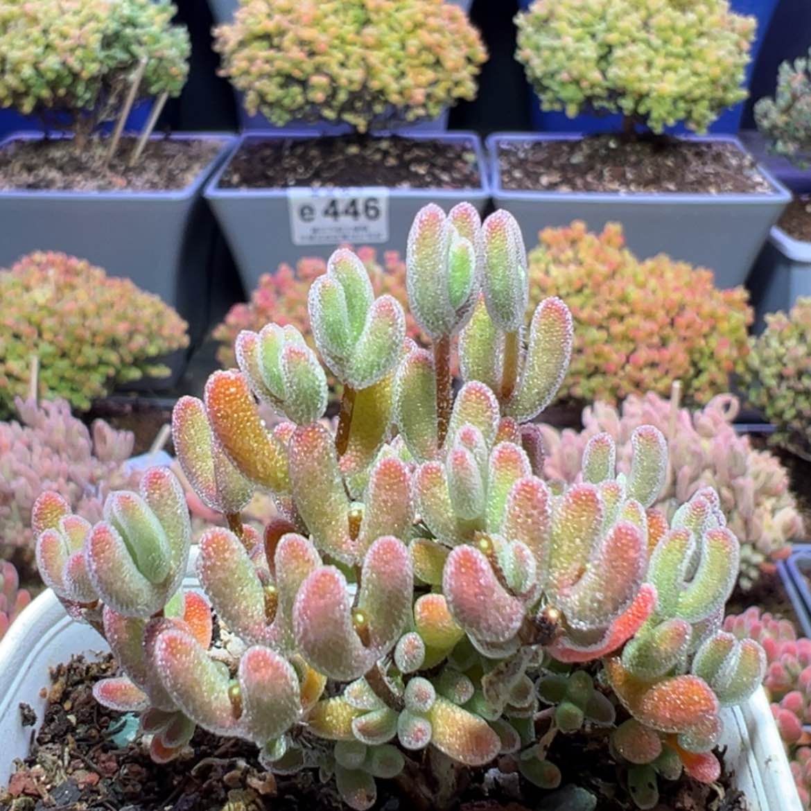 【闪购商品】e501实生闪闪枝干番杏