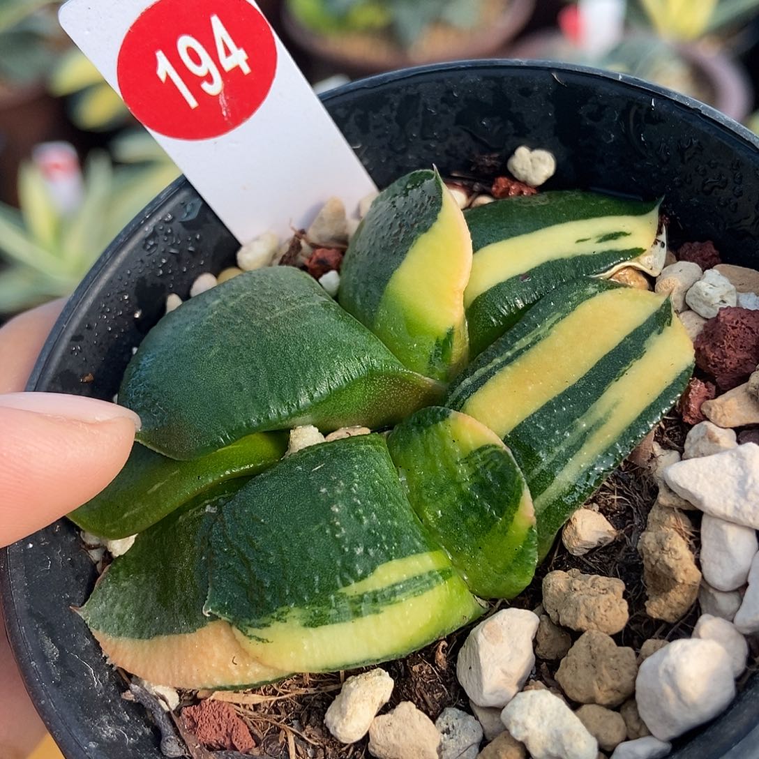 194卧牛实生锦两个装带盆发货