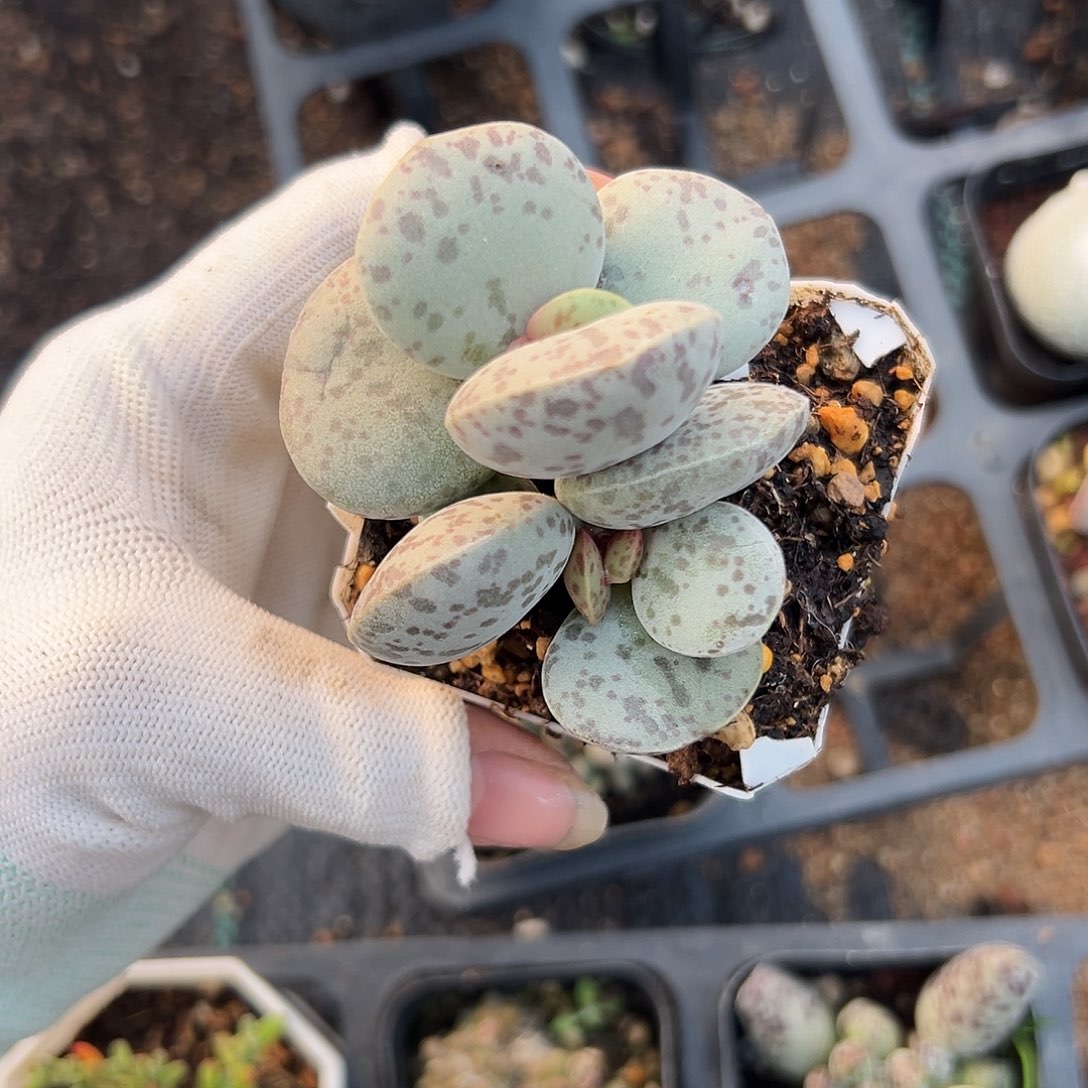 特呃呃呃呃呃呃呃呃