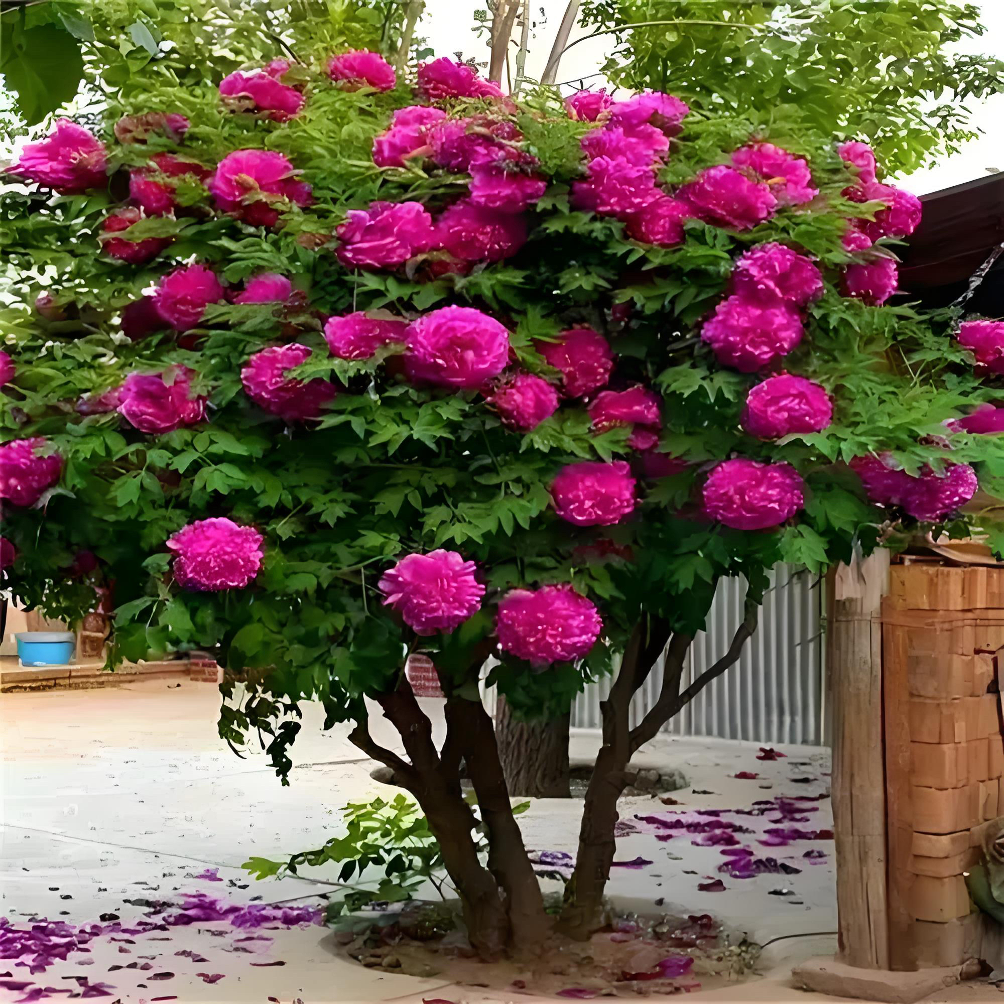 紫斑牡丹重瓣大花耐寒庭院种植