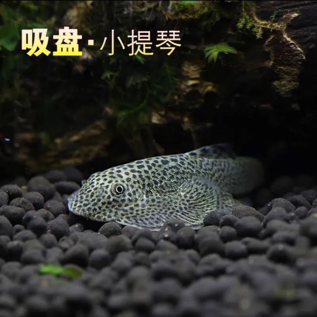 陕西发货爬岩鳅双吸盘枇杷工具鱼冷水清洁鱼清藻清苔可混养好养