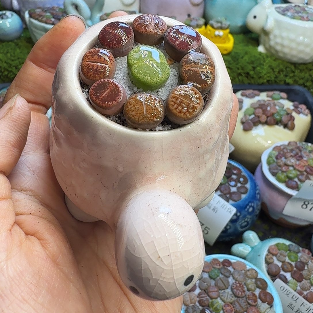 多肉植物开播福利冲882