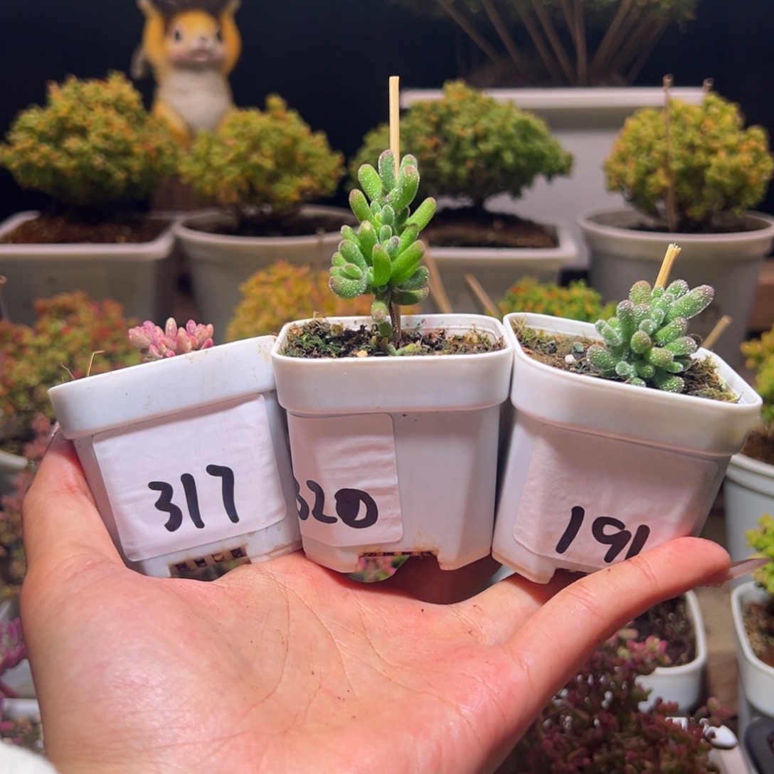 巧***鱼组合一物一拍带盆土发货