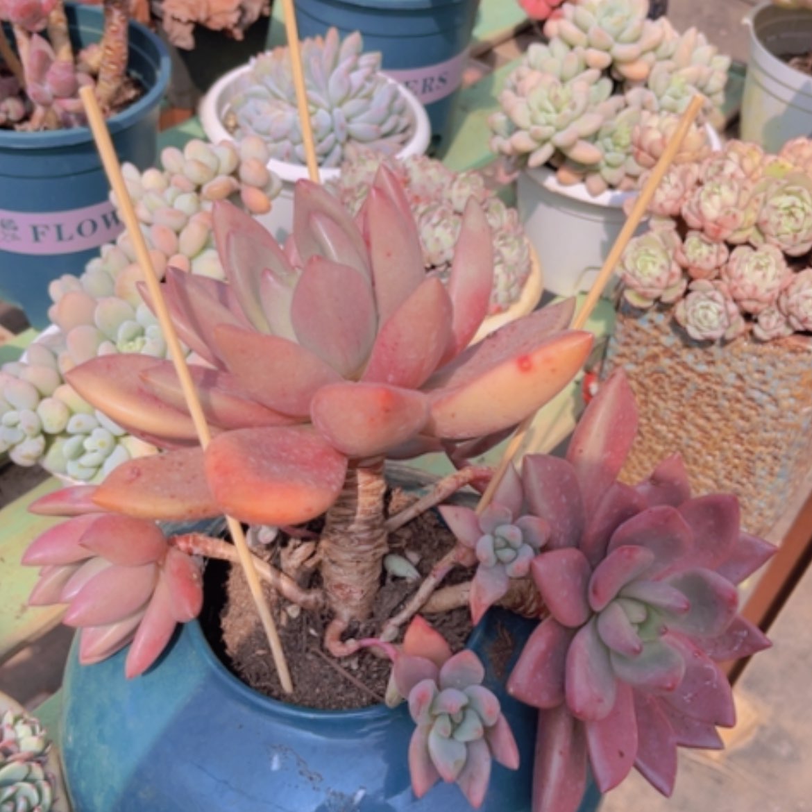 【闪购商品】桃花源1587