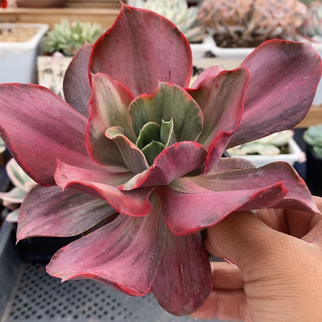 08266 迷你古琴锦